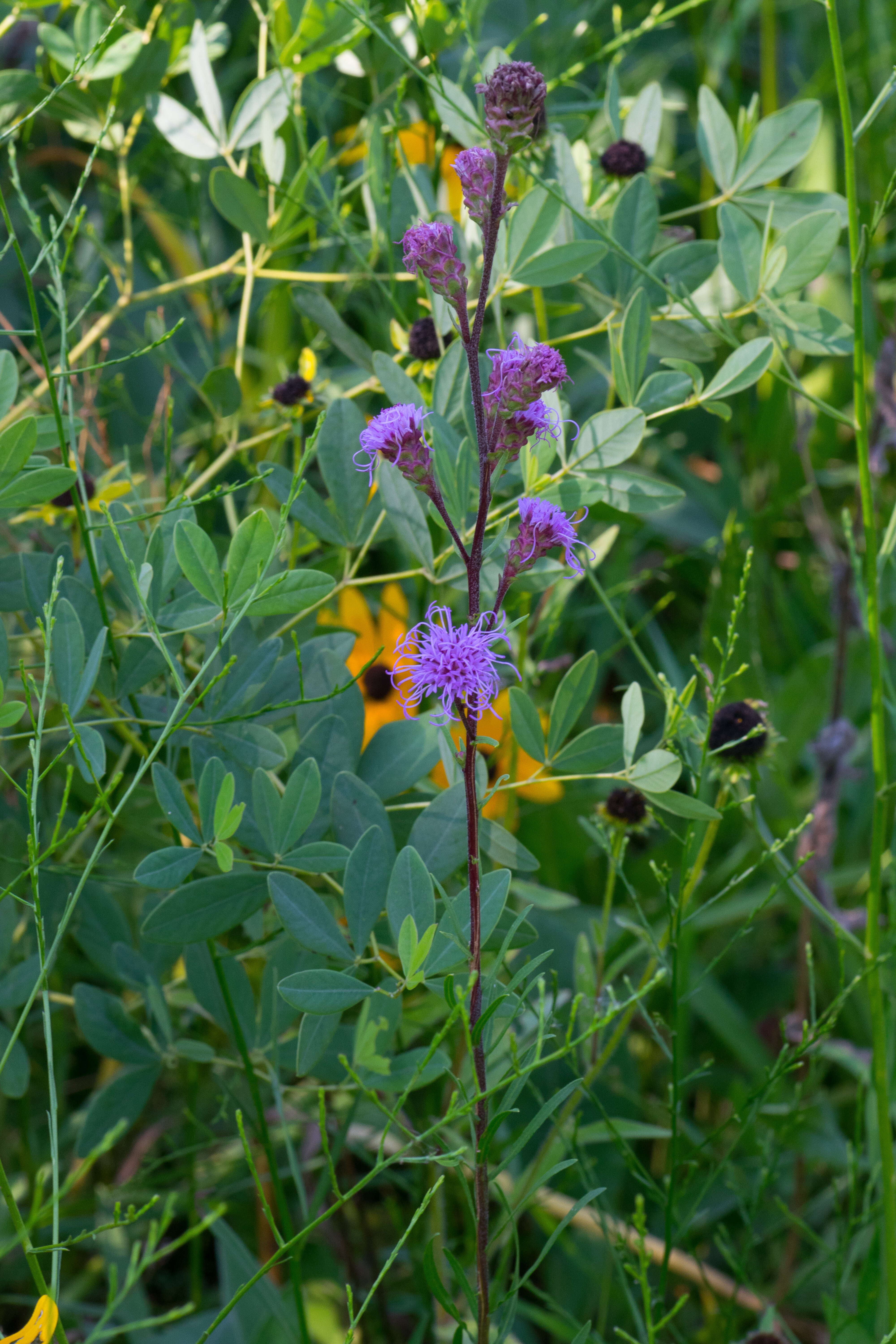 Слика од Liatris ligulistylis (Nelson) Schumann