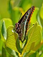 Image of Two-tailed Pasha