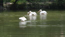 Image of Great White Pelican