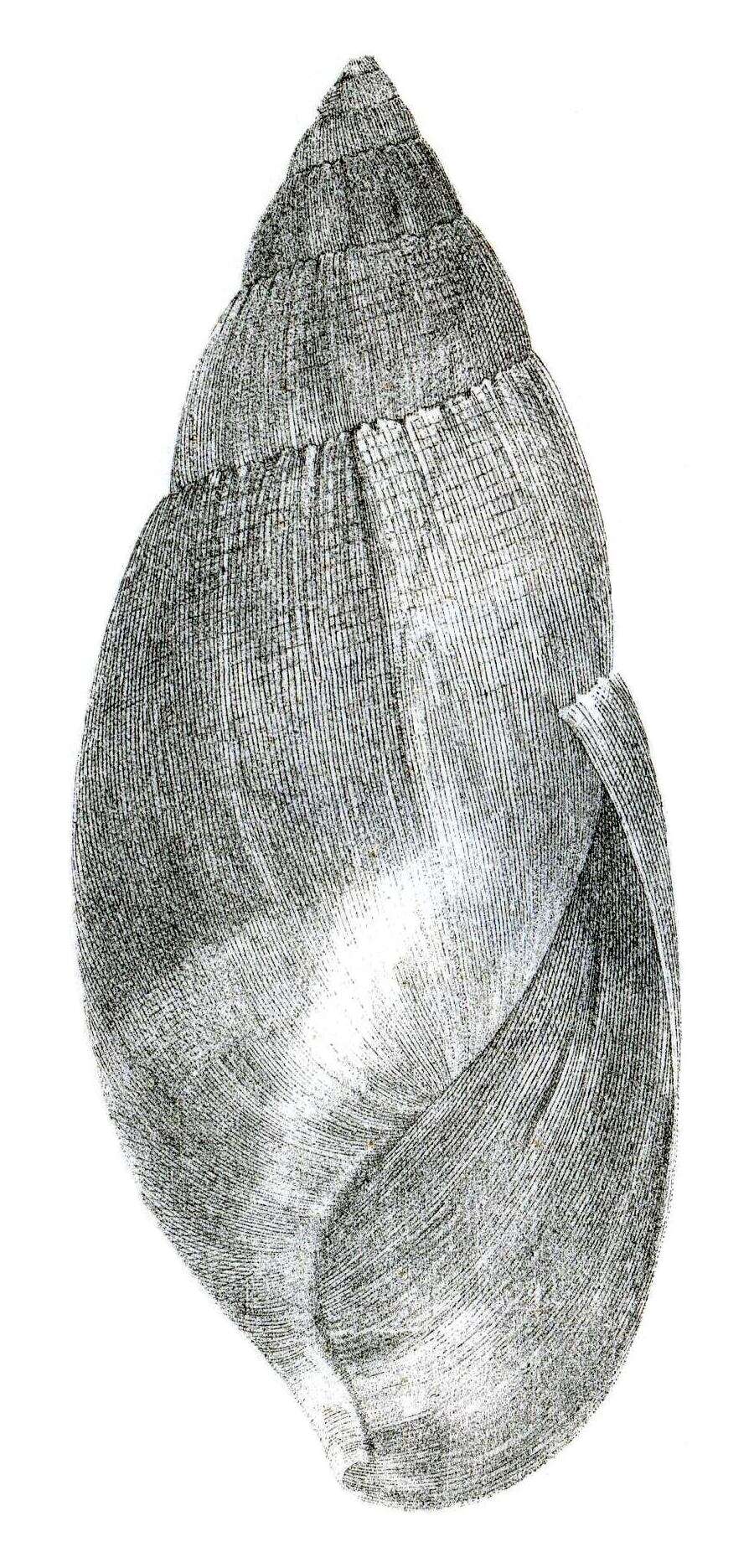 Image of Euglandina vanuxemensis (Lea 1834)