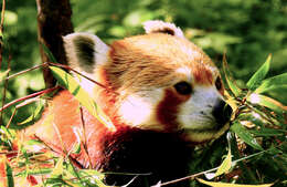 Image of red pandas