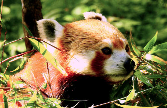 Image of Red panda