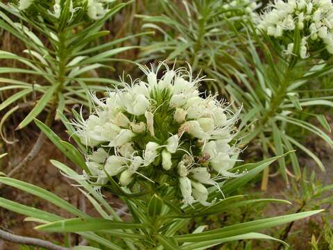 Image of Echium leucophaeum Webb ex Sprague & Hutchinson