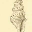 Image of Comitas exstructa (Martens 1904)