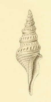 Image de Comitas exstructa (Martens 1904)