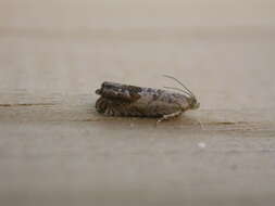 Image of gorse pod moth