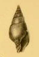 Image of Pusionella Gray 1847