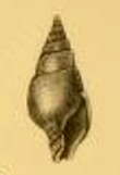 Image of Pusionella Gray 1847