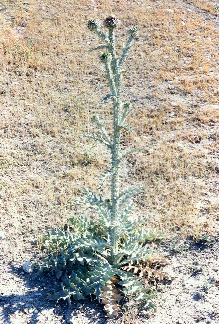 Image of Illyrian cottonthistle