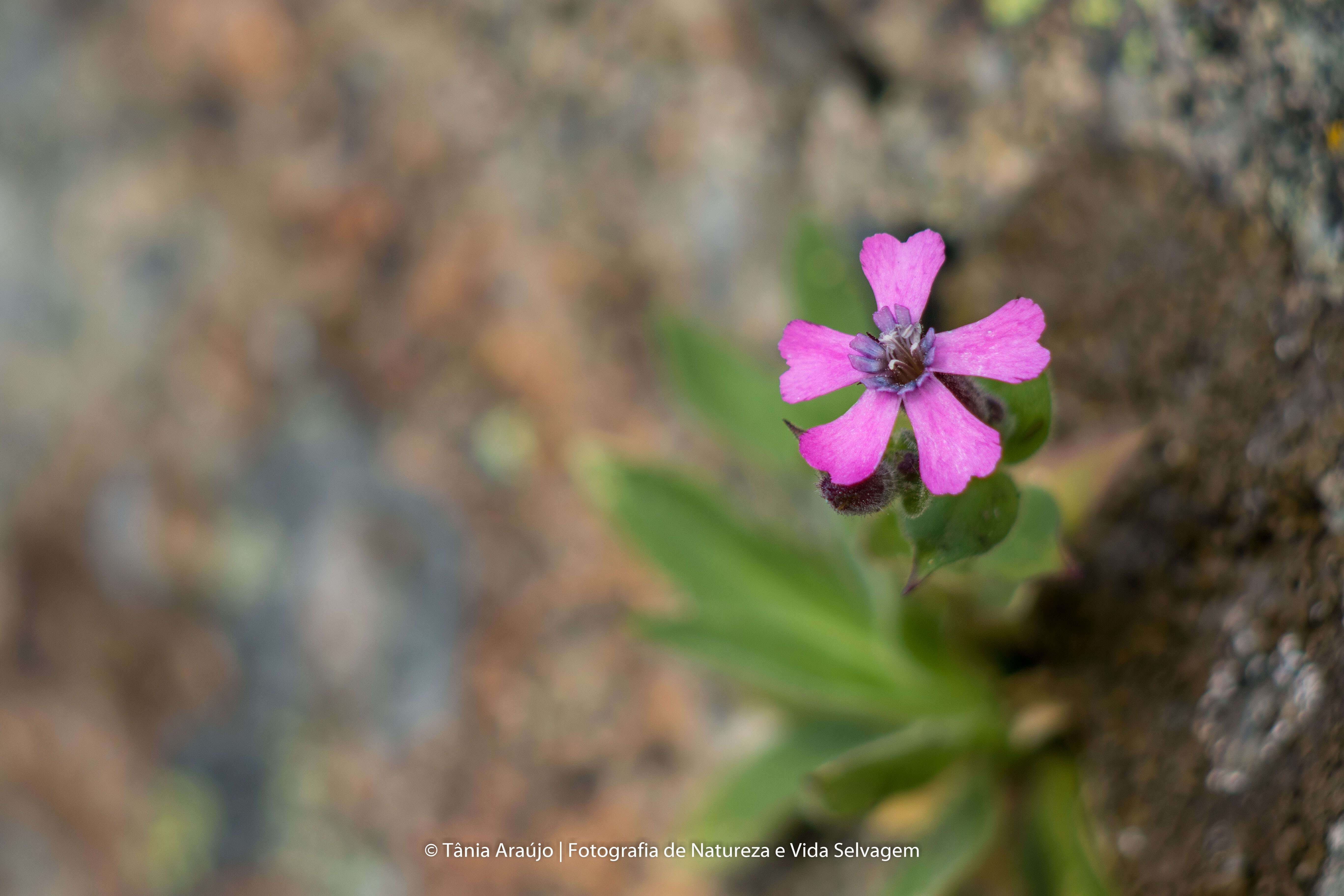 Image de Silene acutifolia Link ex Rohrb.