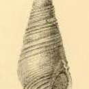 Image of Pusionella remorata Sykes 1905