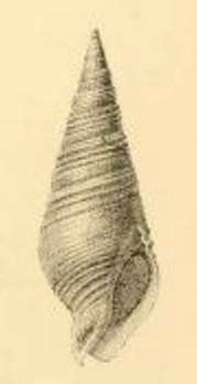 Image of Pusionella remorata Sykes 1905