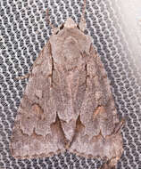 Image of Triton Dagger Moth