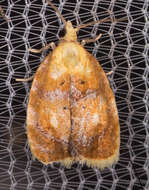 Image of Blueberry Leaftier Moth