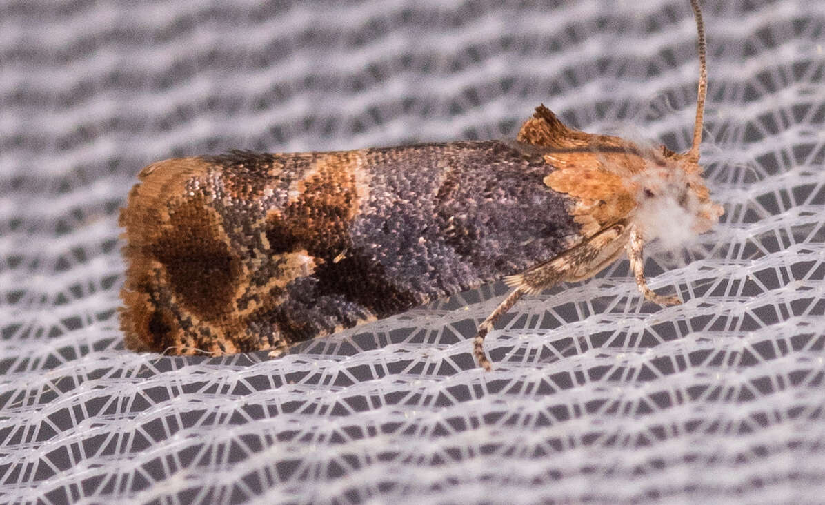 Image of Tulip-tree Leaftier Moth