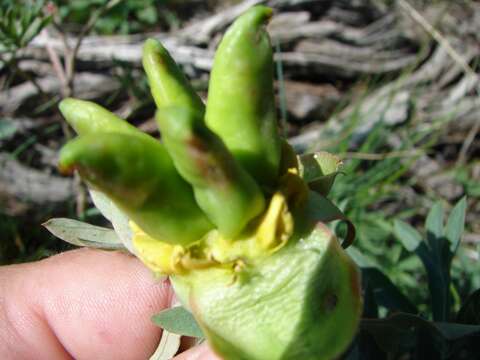 Image of Brown's peony