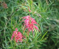 Image of Grevillea pinaster Meissner