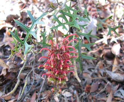 Image of Grevillea microstegia Molyneux