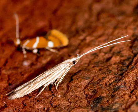 Image of Coleophora borea Braun 1921