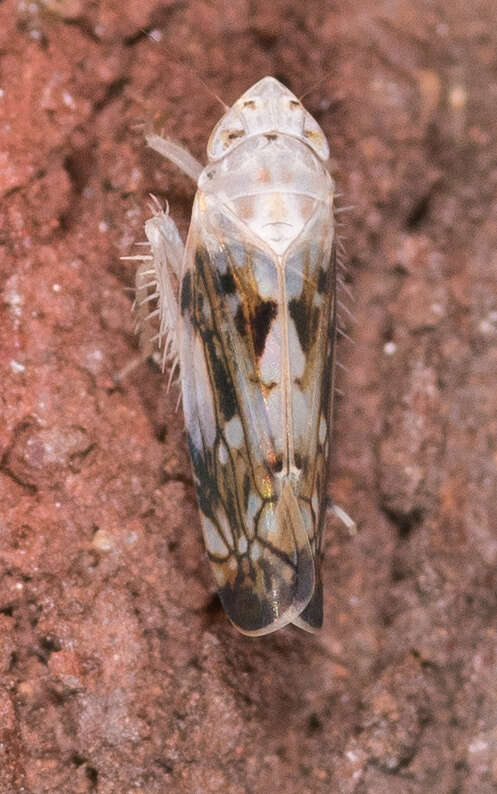 Image of Scaphoideus (Lonenus) intricatus Uhler 1889