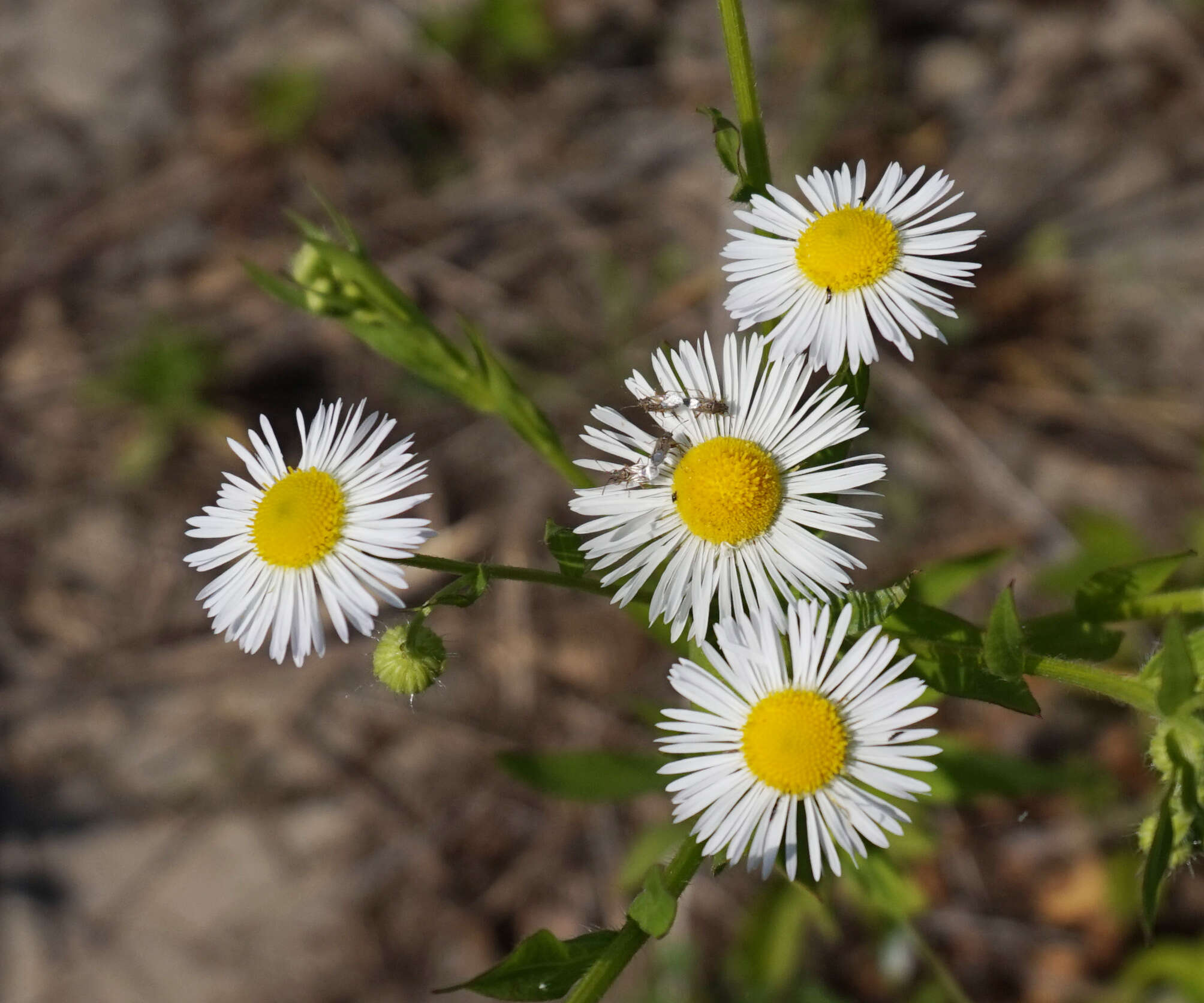 Image of prairie fleabane