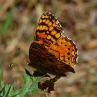 Image of Phyciodes mylitta