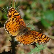 Image of Phyciodes mylitta