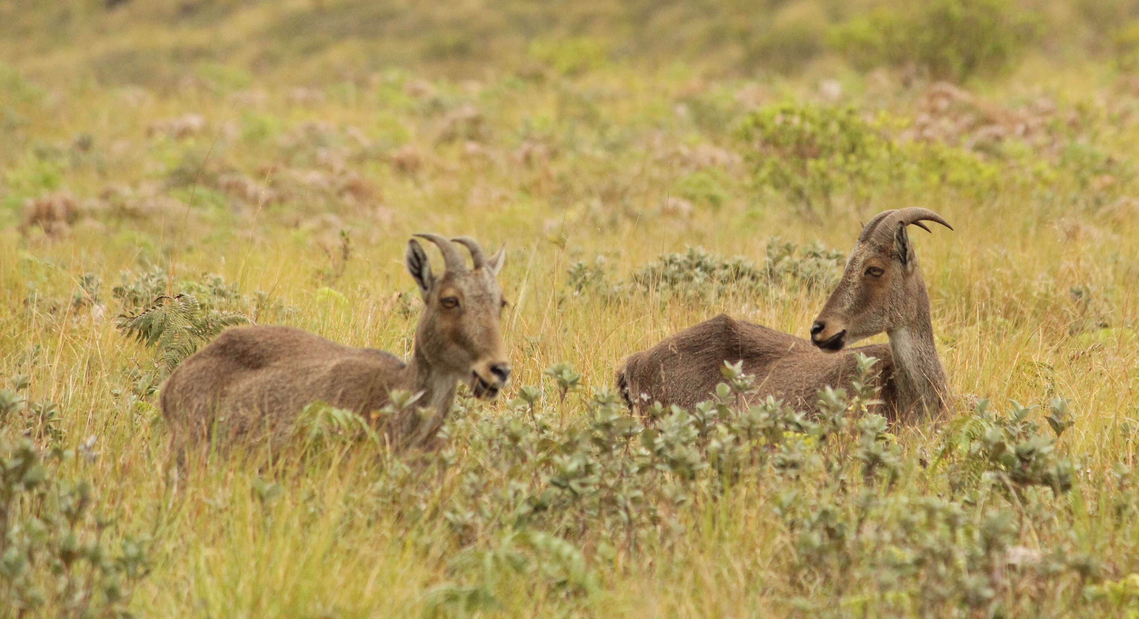 Image of Nilgiritragus Ropiquet & Hassanin 2005