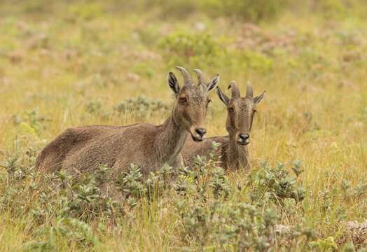 Image of Nilgiritragus Ropiquet & Hassanin 2005