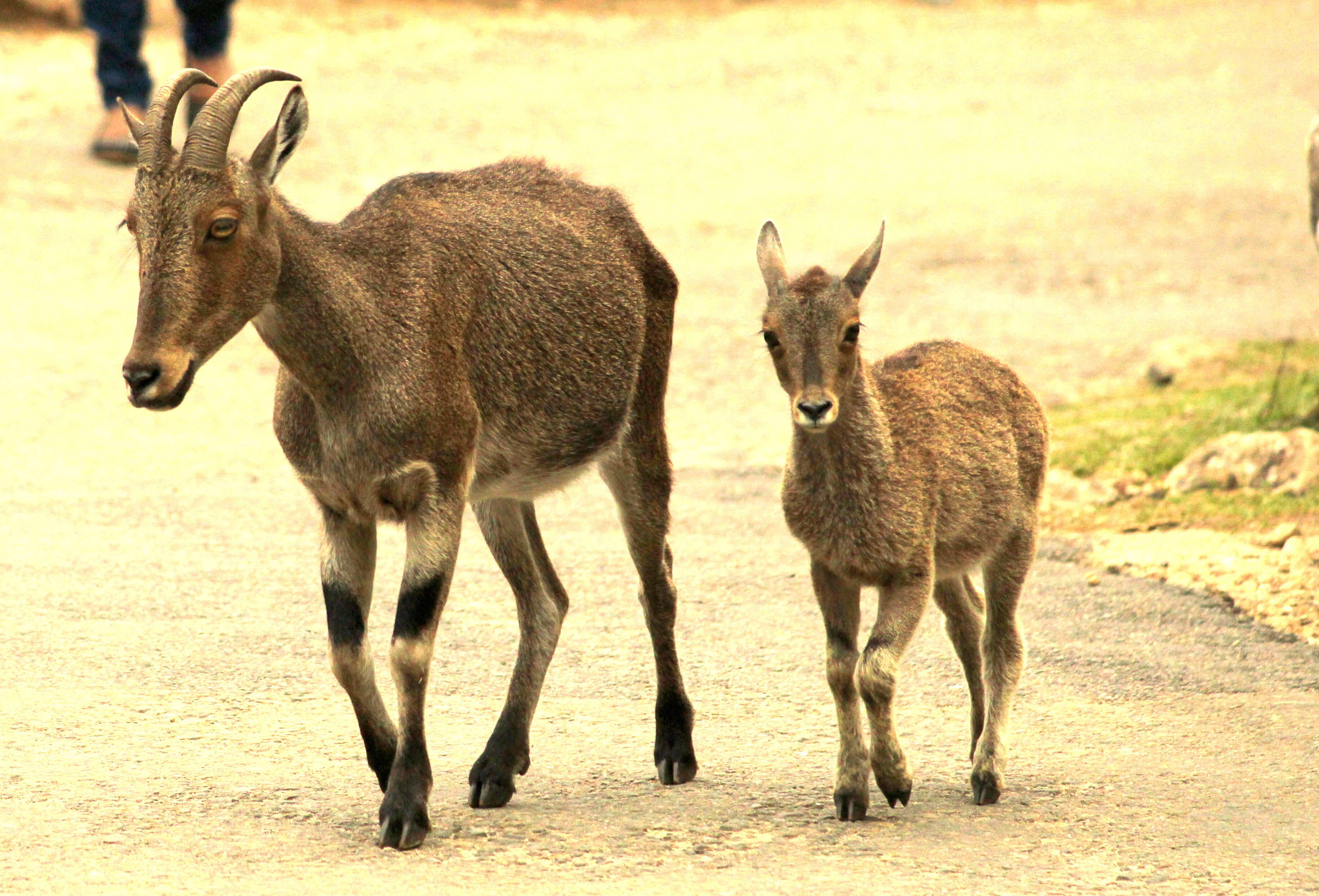 Plancia ëd Nilgiritragus Ropiquet & Hassanin 2005