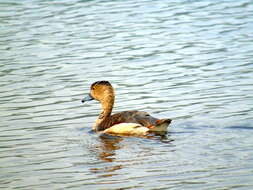 Image of Lesser Whistling Duck