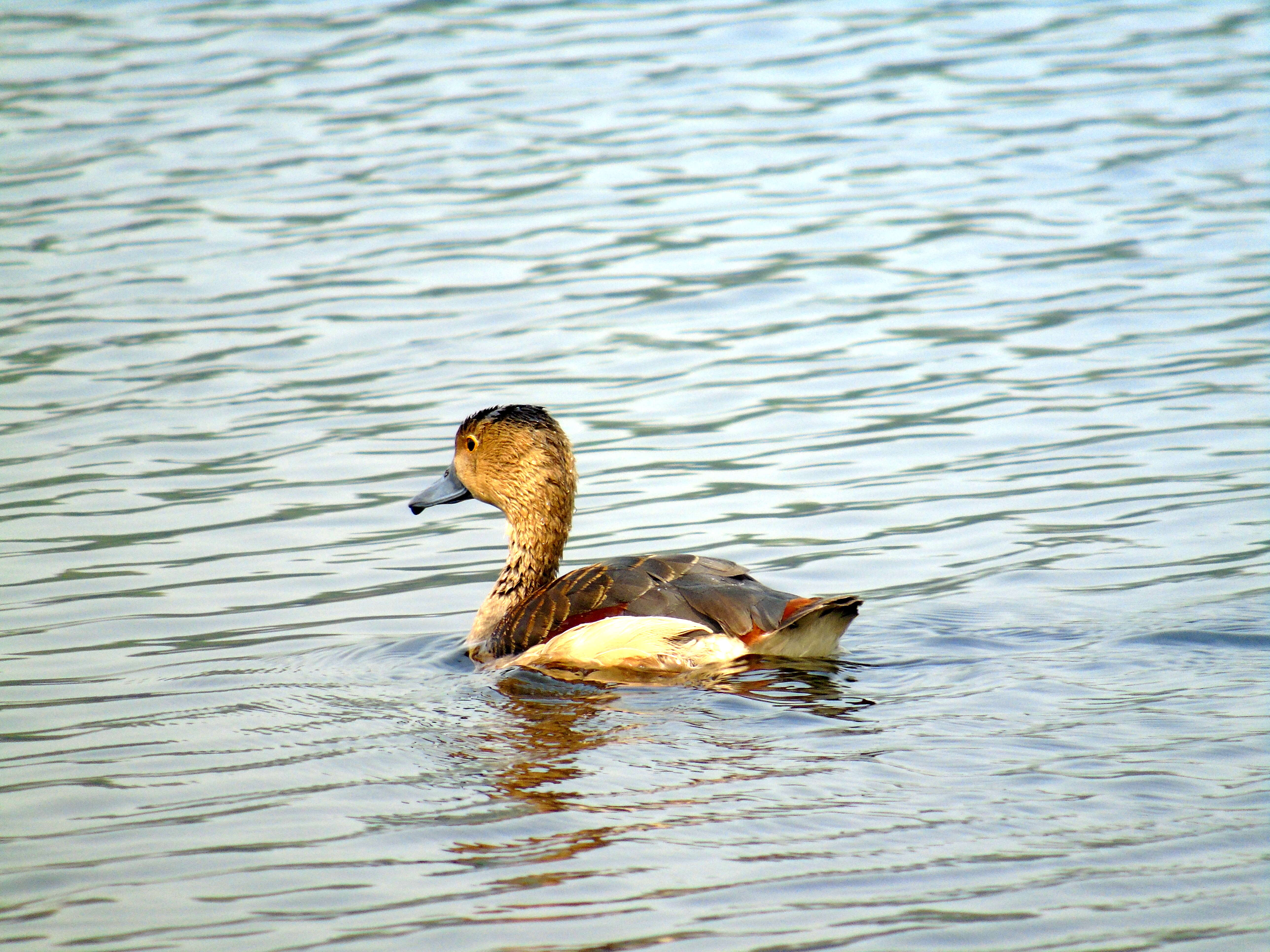 Image of Lesser Whistling Duck