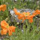 Image of Armenian poppy