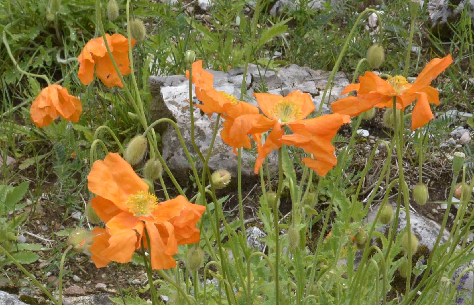Image of Armenian poppy