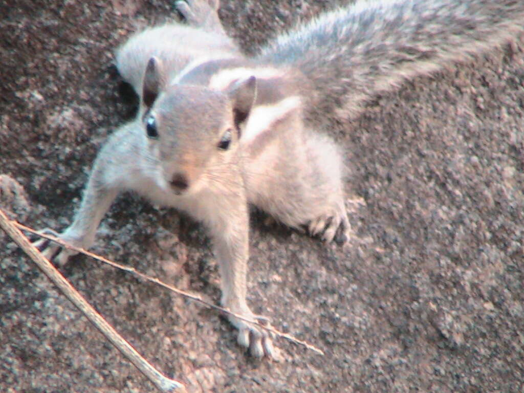 Image of Indian palm squirrel