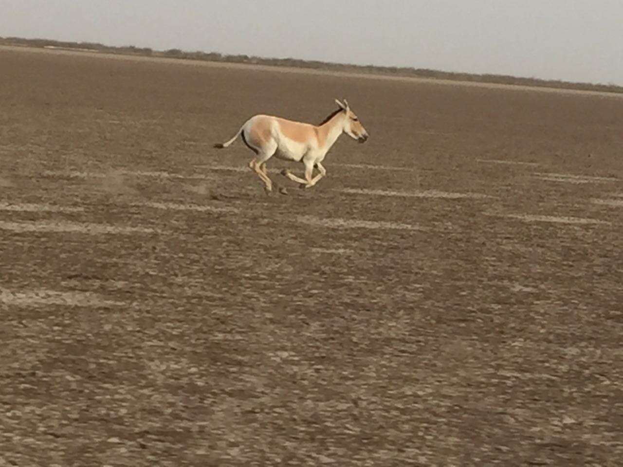 Image of Indian Wild Ass