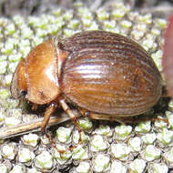 Image of Cromwell Chafer Beetle