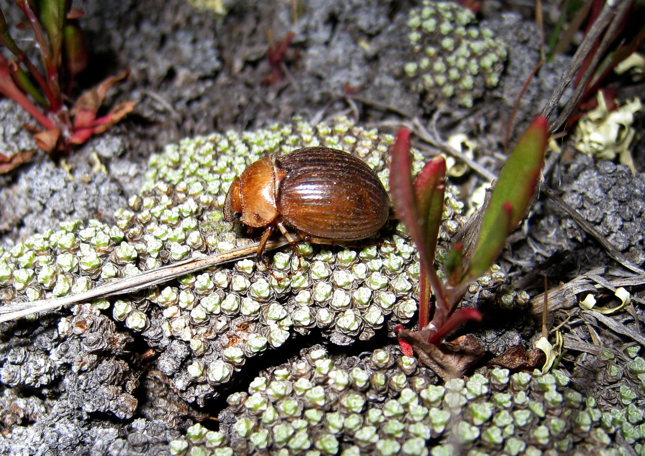 Image of Cromwell Chafer Beetle