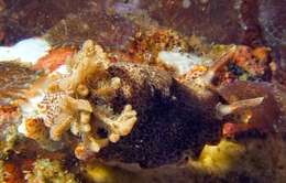 Image of Chromodoris mandapamensis