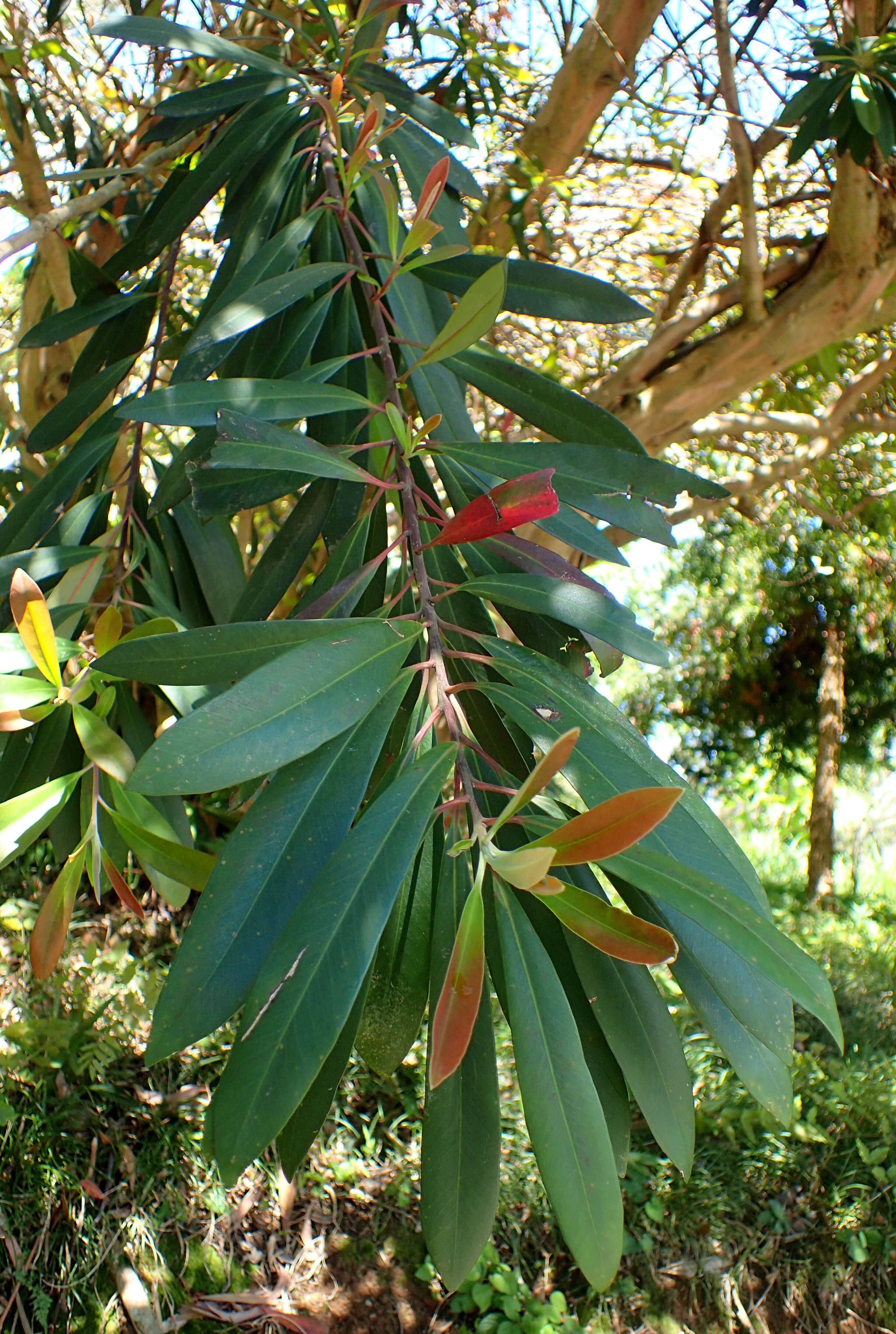 Imagem de Tristaniopsis laurina (Sm.) P. G. Wilson & J. T. Waterhouse