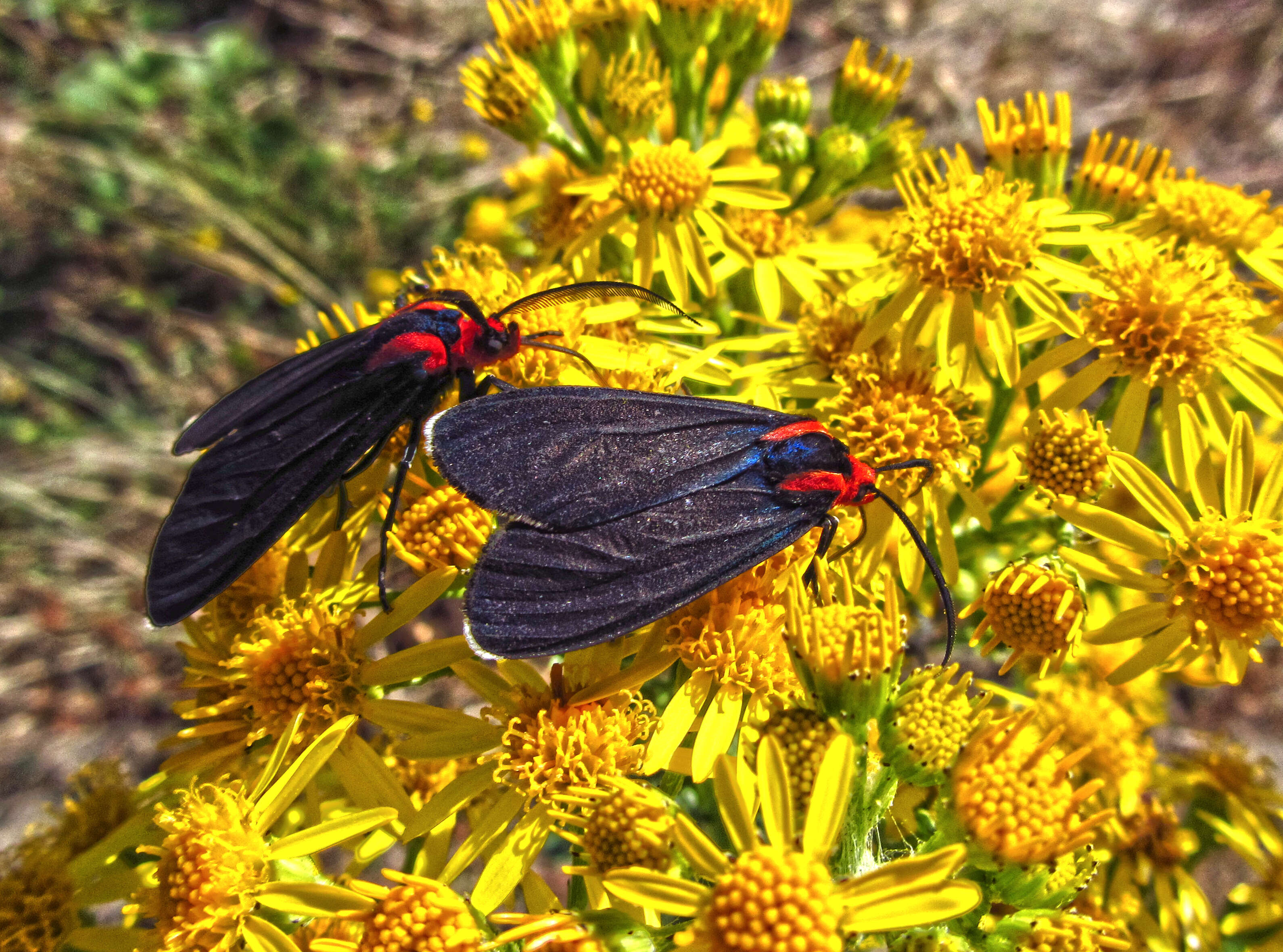 Image de Ctenucha rubroscapus