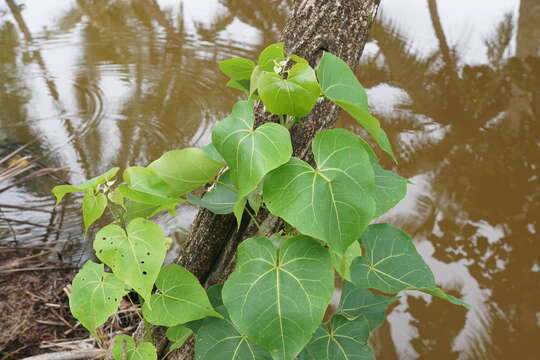 Image of Portia tree