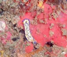 Image of Hypselodoris maritima (Baba 1949)