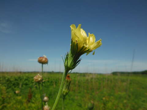 Image of Carolina desert-chicory