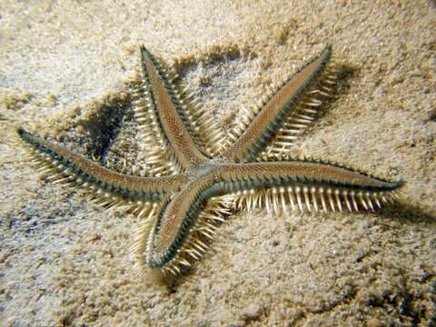 Image of Astropecten polyacanthus Müller & Troschel 1842