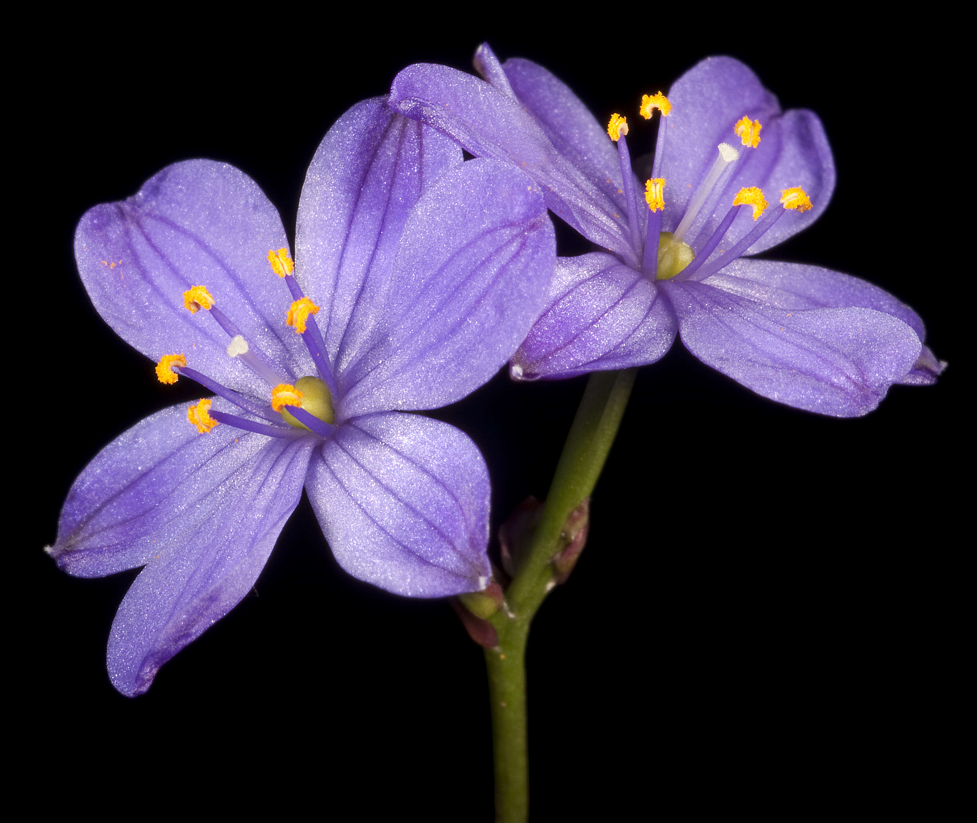 Chamaescilla corymbosa (R. Br.) F. Muell. ex Benth. resmi