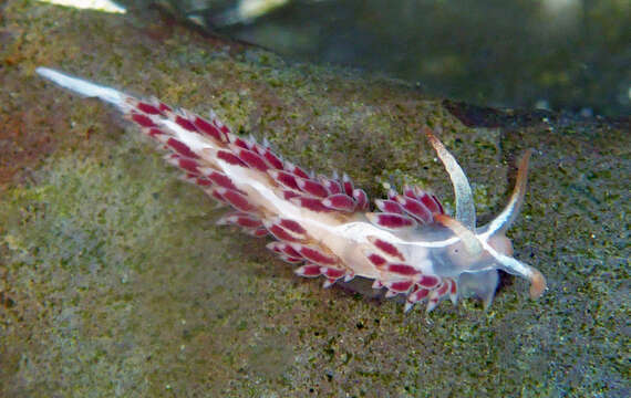 Orienthella cooperi (Cockerell 1901) resmi