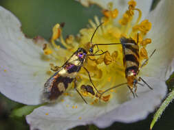 Imagem de Micropterix allionella Fabricius 1794