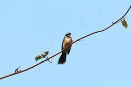 Image of White-spotted Fantail