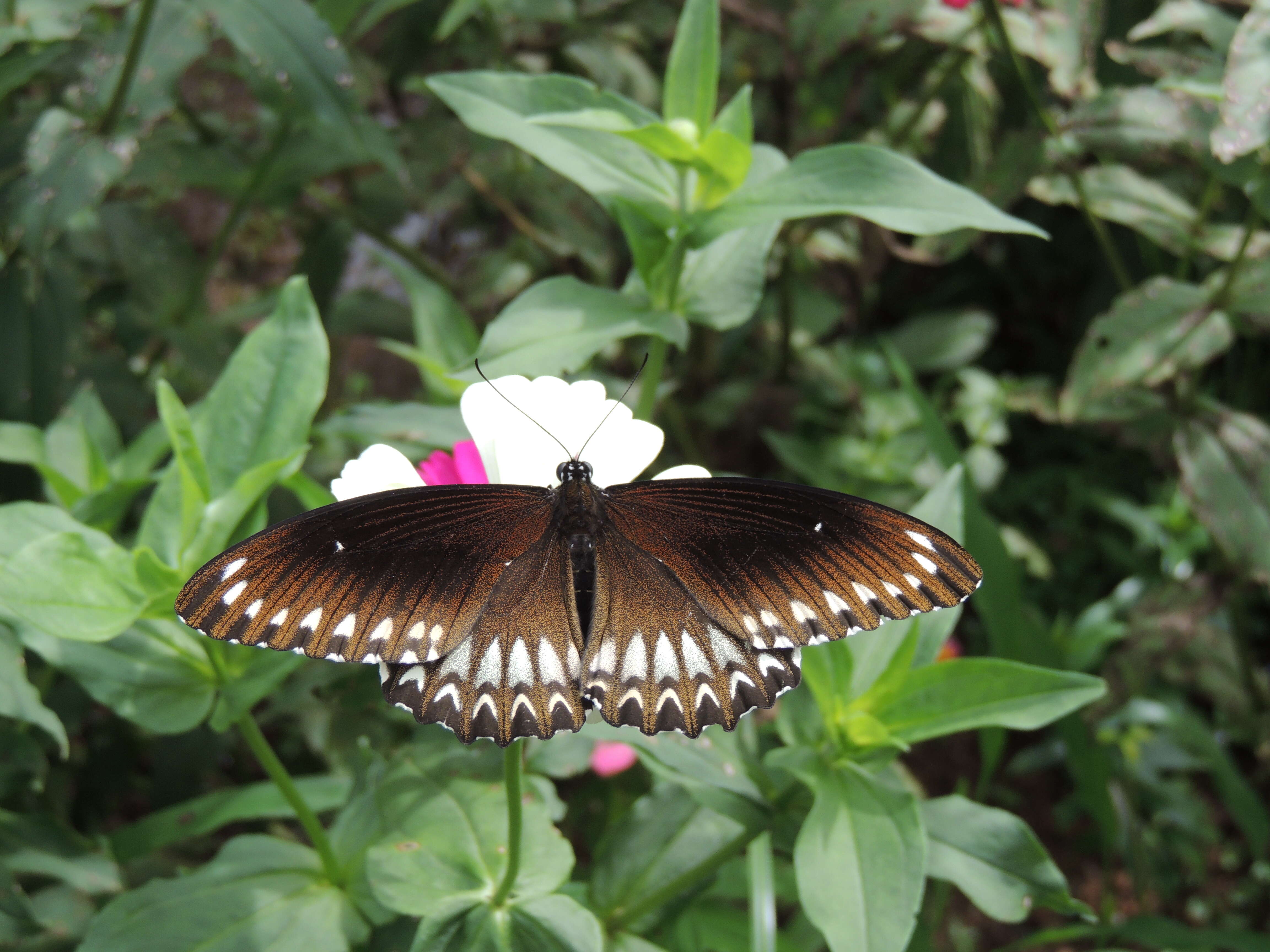 Image of Malabar Raven